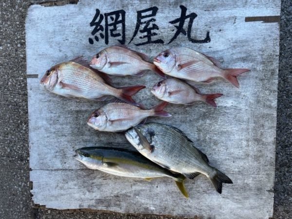 マダイ・クロダイ・イナダ(ブリ)