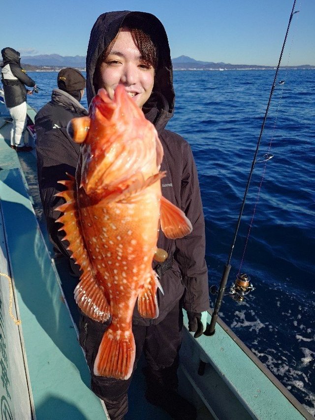 ウッカリカサゴ