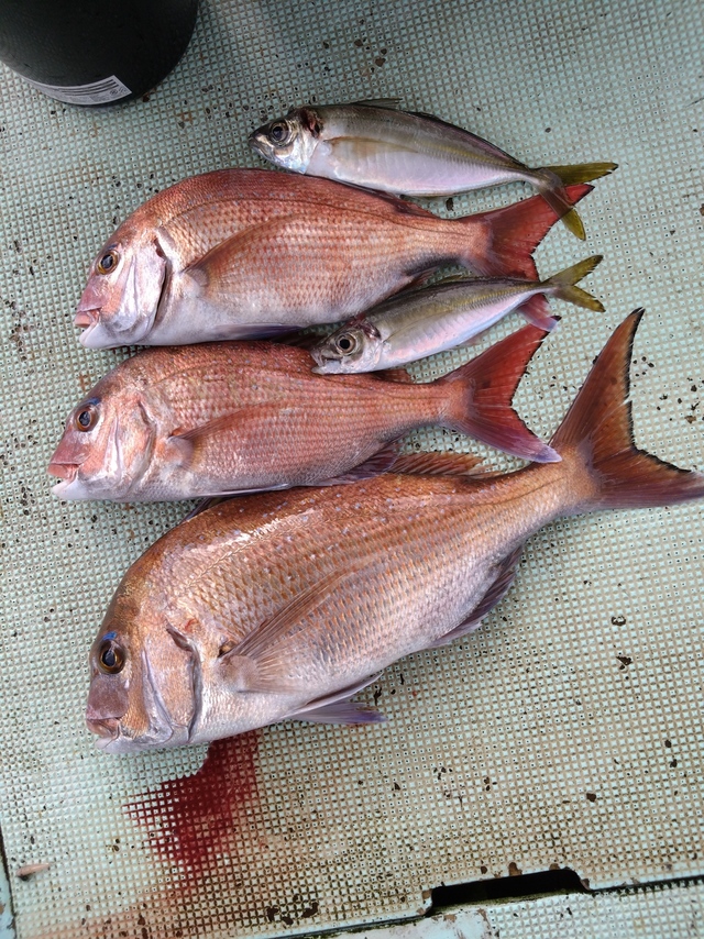 タイ(マダイ)・アジ(マアジ)