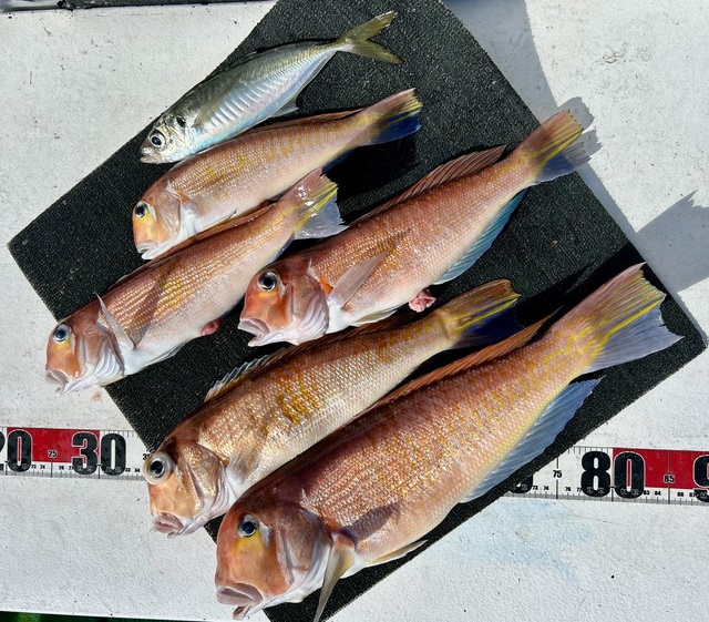 アマダイ(アカアマダイ)