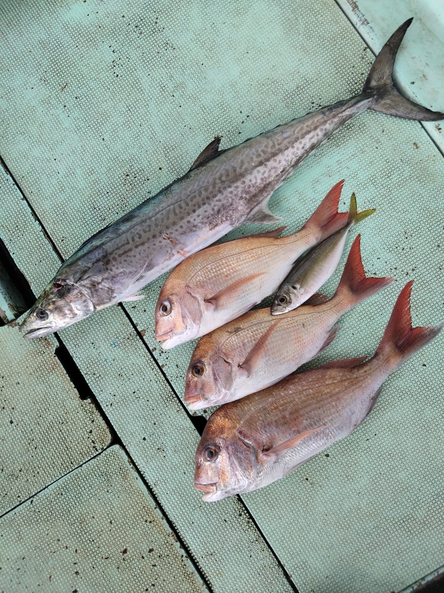 タイ(マダイ)・アジ(マアジ)・サワラ