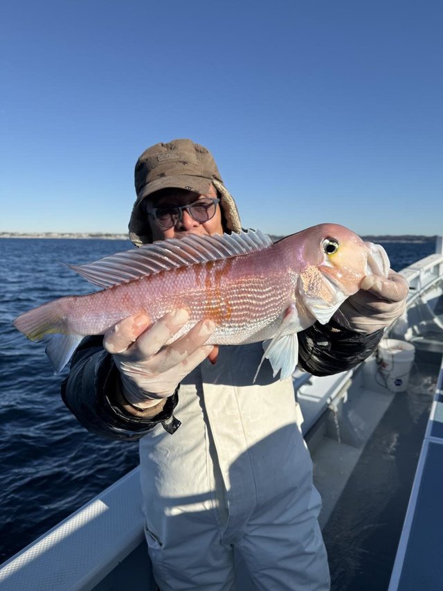 アマダイ(アカアマダイ)