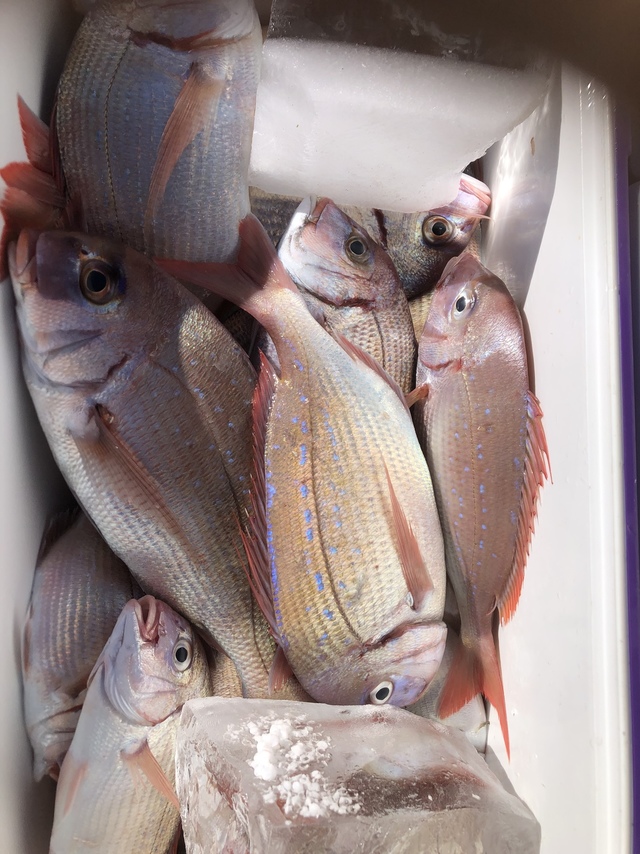 ハナダイ(チダイ)