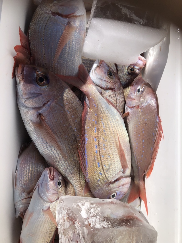 ハナダイ(チダイ)