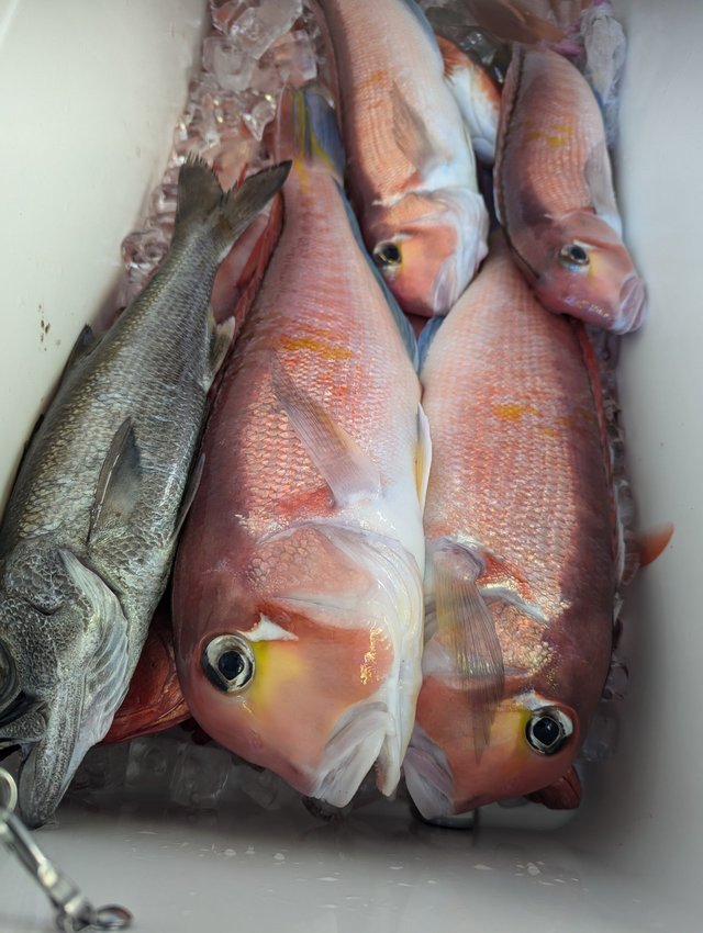 アカアマダイ・クロムツ