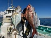 マダイ・カイワリ