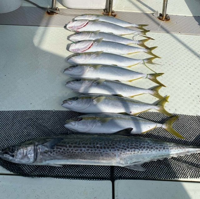 ハマチ(ブリ)・サワラ