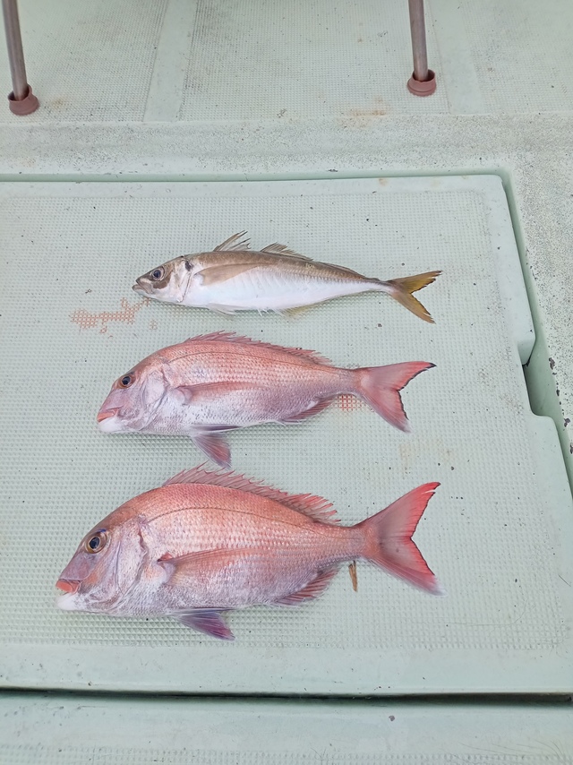 マダイ・マアジ