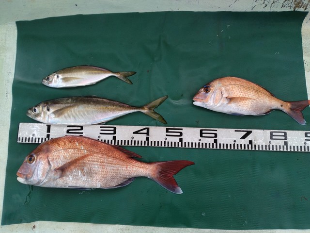 マダイ・マアジ