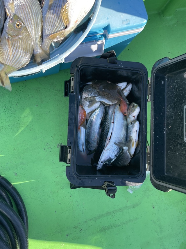 ヘダイ・アジ(マアジ)・サバ(ゴマサバ)