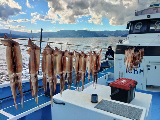 スルメ(スルメイカ)