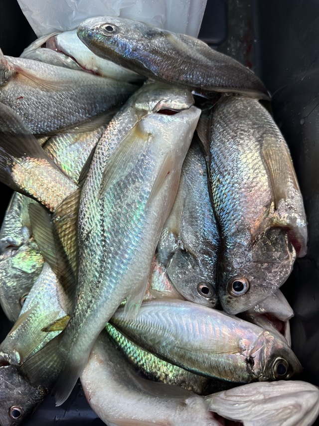 アジ(マアジ)・イシモチ(シログチ)