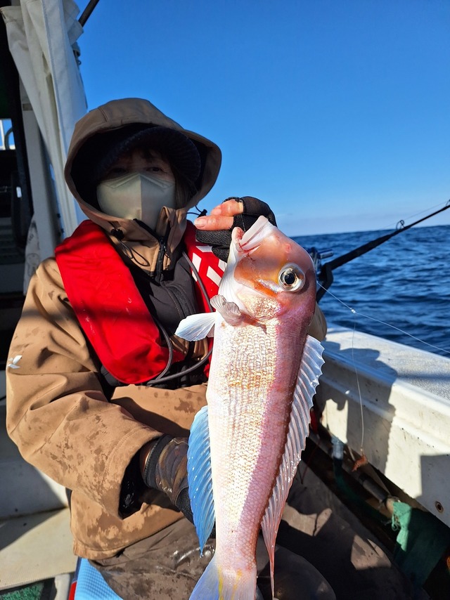 アマダイ(アカアマダイ)