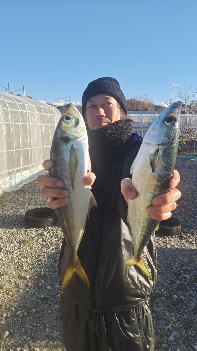 アジ(マアジ)・サバ(ゴマサバ)