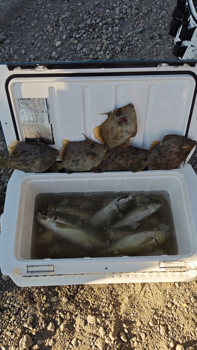 アジ(マアジ)・カワハギ