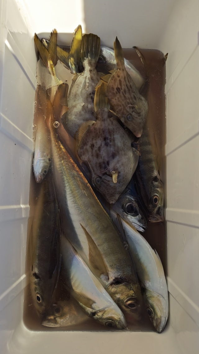 アジ(マアジ)・カワハギ