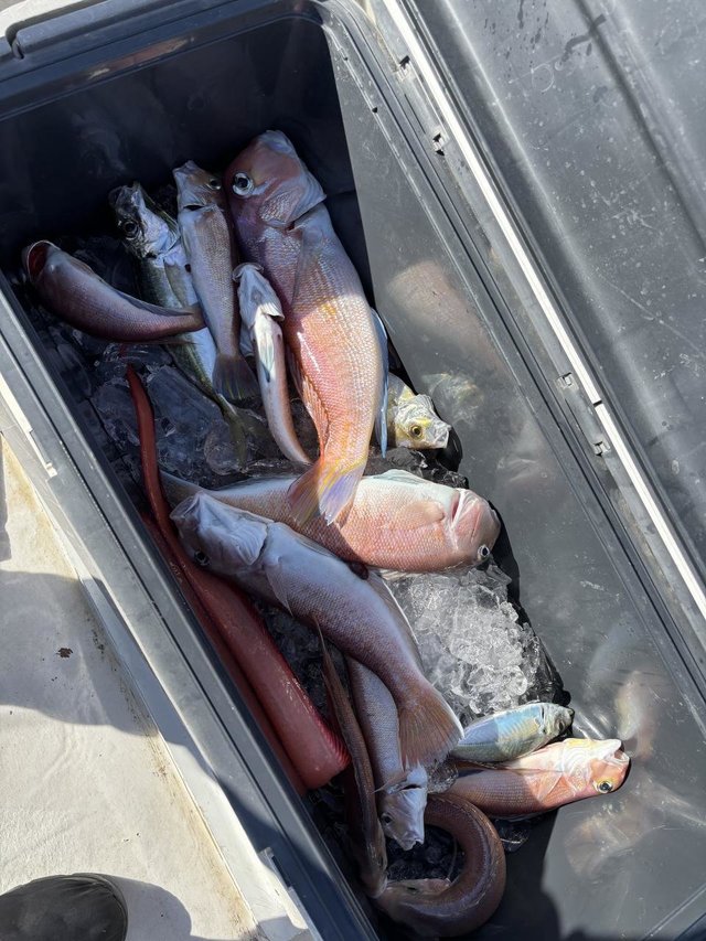 マハタ・アジ(マアジ)・アマダイ(アカアマダイ)