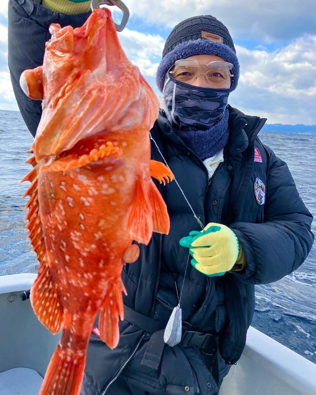 ウッカリカサゴ