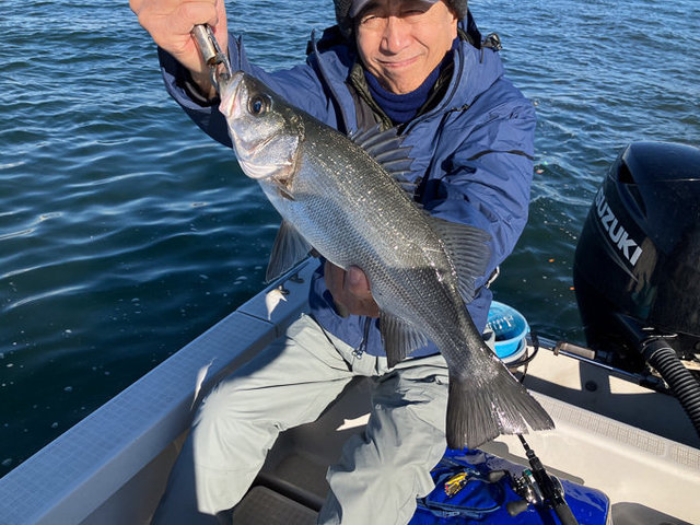 シーバス(スズキ)