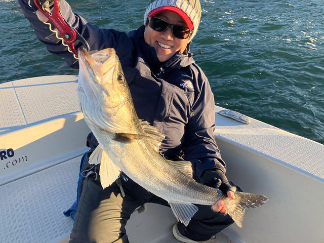 シーバス(スズキ)