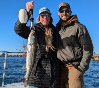 シーバス(スズキ)