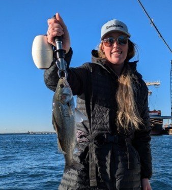 シーバス(スズキ)