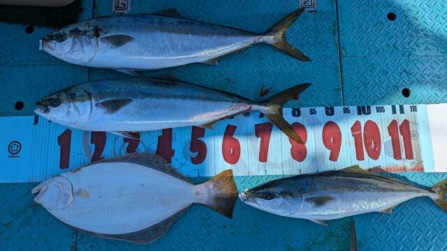 ワラサ(ブリ)・ヒラメ