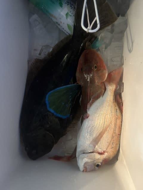 チダイ・ホウボウ・ヒラメ