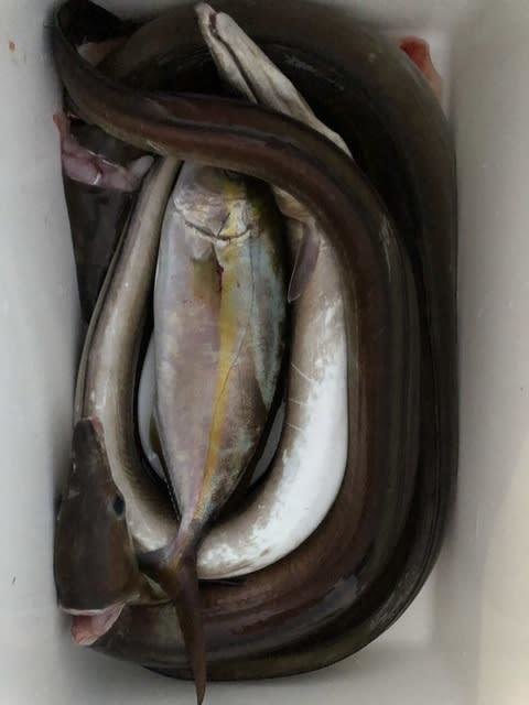 シオ(カンパチ)・ハモ