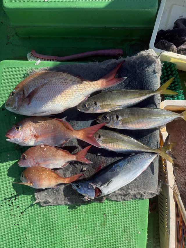 マダイ・マアジ