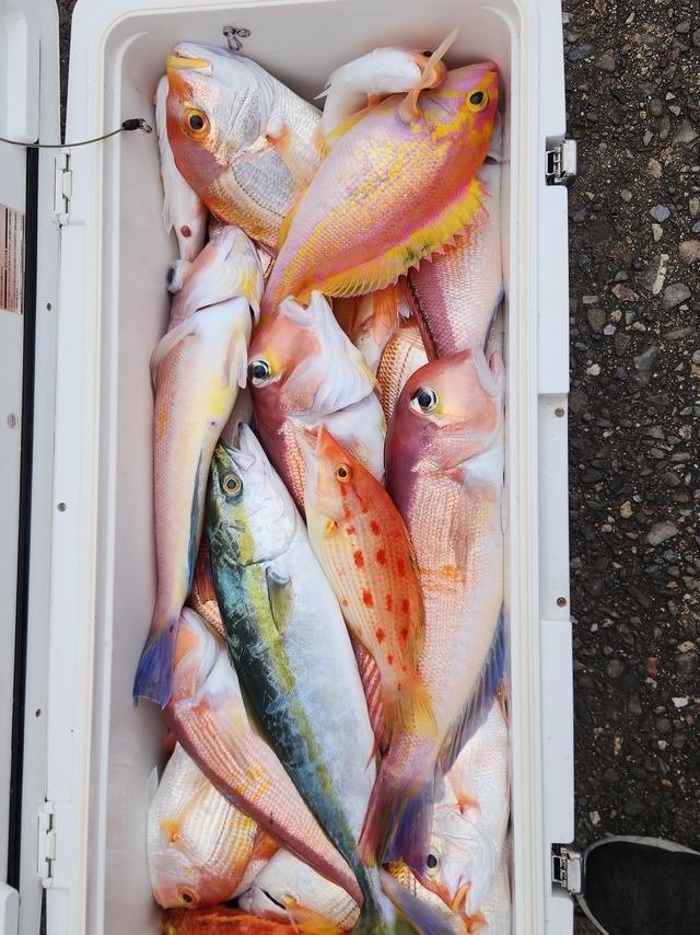 レンコダイ(キダイ)・アマダイ(アカアマダイ)