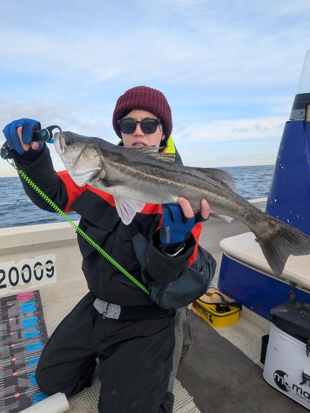 シーバス(スズキ)