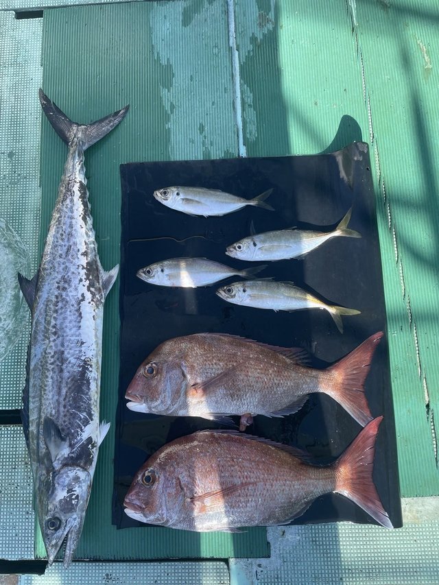 マダイ・ドンバク(メアジ)