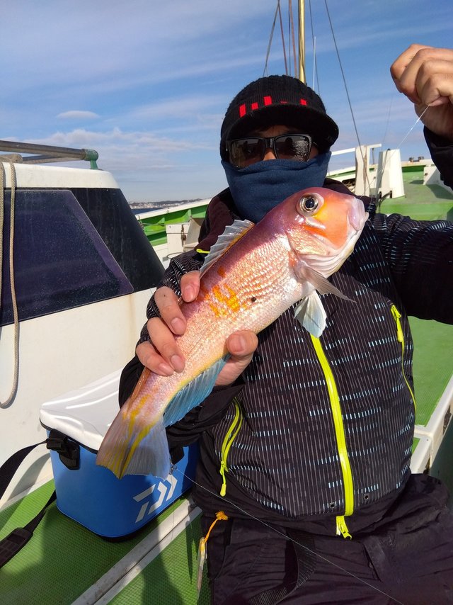 アマダイ(アカアマダイ)