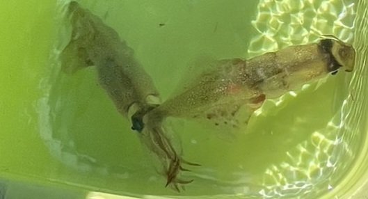 スルメ(スルメイカ)