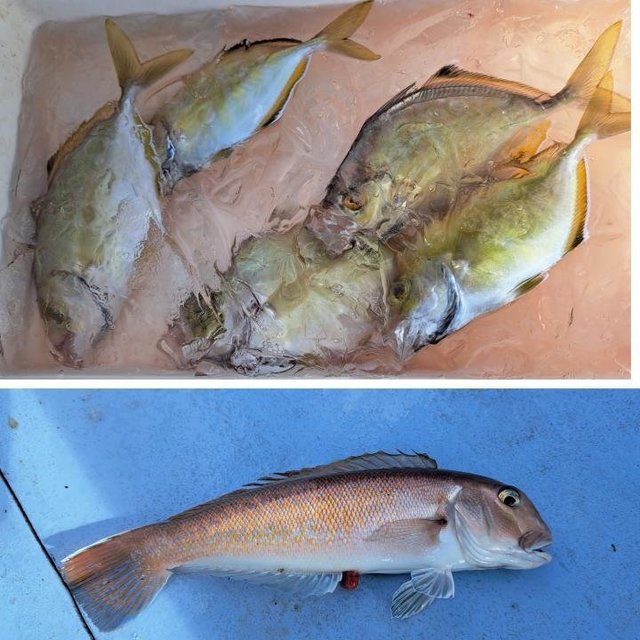 カイワリ・シロアマダイ