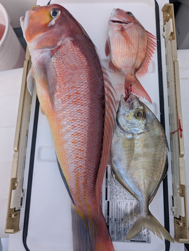 アマダイ(アカアマダイ)