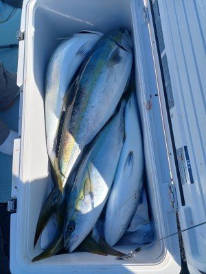 ヤズ(ブリ)・ヒラマサ