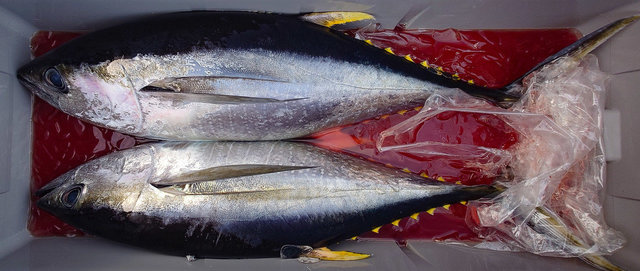 キメジ(キハダ)