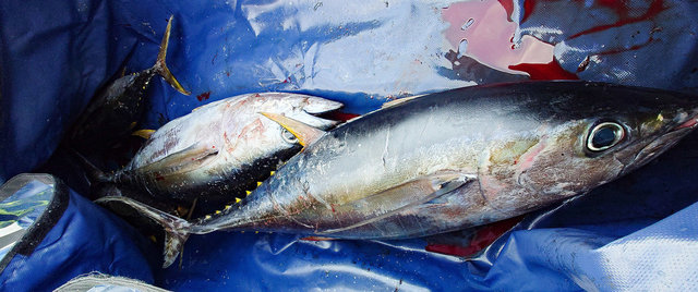 キメジ(キハダ)