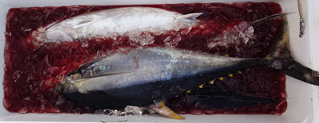 キメジ(キハダ)