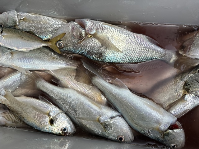 イシモチ(シログチ)