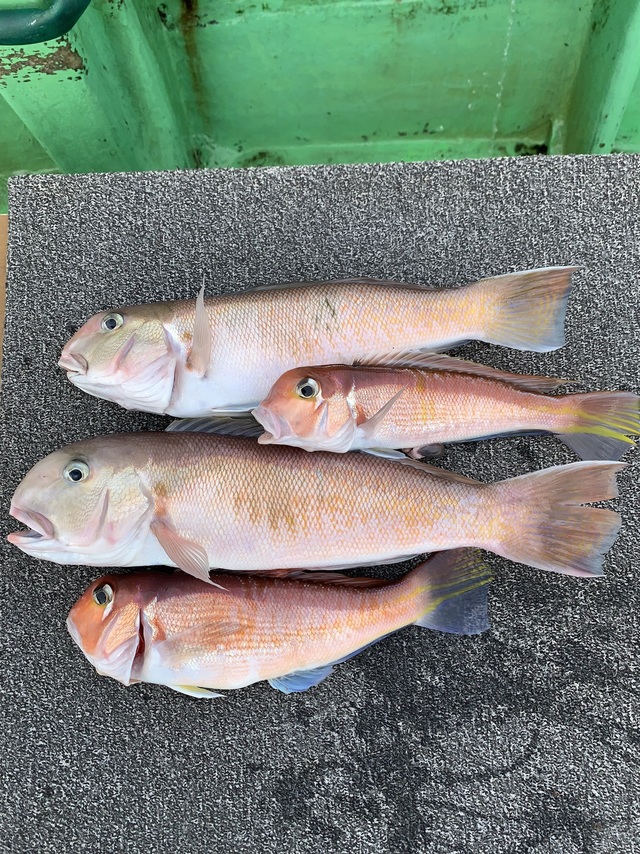 アマダイ(アカアマダイ)