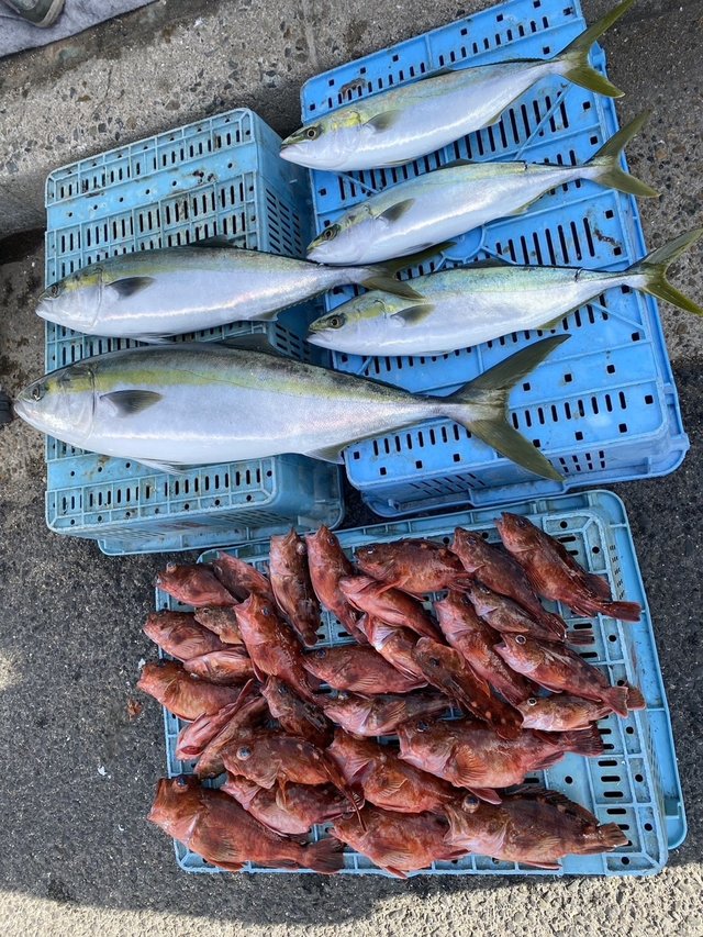 ブリ・ハマチ(ブリ)・メジロ(ブリ)・ガシラ(カサゴ)