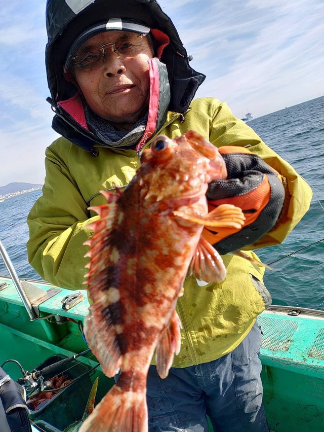 ガシラ(カサゴ)