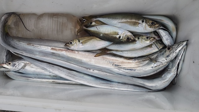 アジ(マアジ)・タチウオ