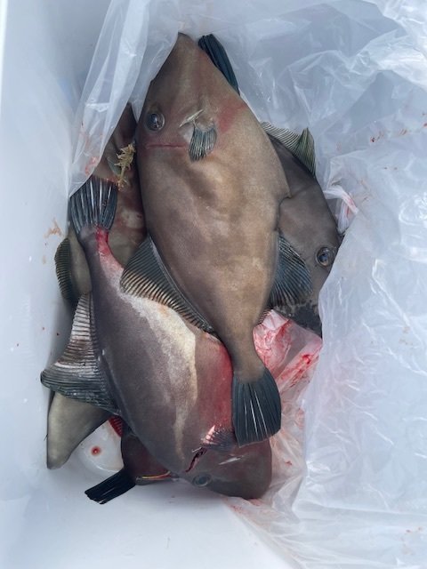 ウマヅラ(ウマヅラハギ)