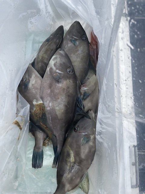 ウマヅラ(ウマヅラハギ)