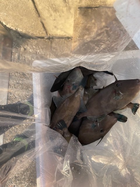 ウマヅラ(ウマヅラハギ)