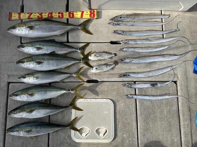 ブリ・ハマチ(ブリ)・メジロ(ブリ)・シログチ・タチウオ